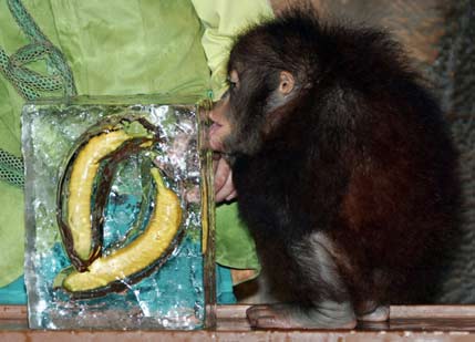 Jennie, a two year old orangutan, licks an ice block containing bananas at a promotional event to give animals some refreshment during the hot summer weather at Everland, South Korea's largest amusement park, in Yongin, about 50 km (31 miles) south of Seoul, July 30, 2006. [Reuters]