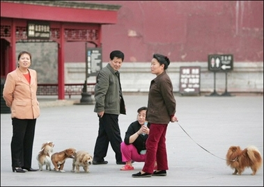 People meet with their pet dogs at a Beijing park in May 2006. A divorced Chinese man has been ordered by a court to give his ex-wife access to their dog after she sued him for barring her from seeing the pet.[AFP]