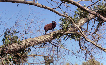 A young sheep climbs a fallen tree to feed on leaves in a park in the southern Swedish town of Lund September 13, 2006. The sheep climbed to a height of seven meters (23 feet) and spent an hour and a half in the tree before returning to solid ground. 