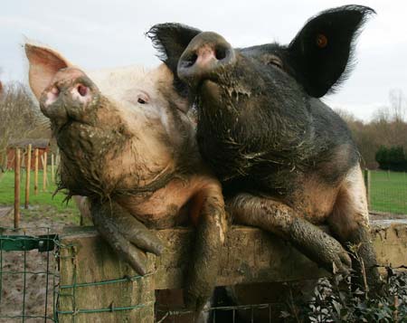 Two pigs jump on a fence as they wait to receive food from visitors at a farm near Brussels January 7, 2007. 