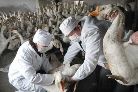 Two Chinese veterinarians collect blood from a duck during a campaign to prevent the 