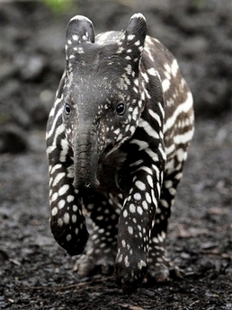 Vasan, a baby Tapir explores its enclosure at Edinburgh Zoo, Scotland, Friday March 30, 2007. The birth is a special event as it is the first time a Malayan Tapir has been born at the zoo and is also the first baby for this particular adult Tapir. Tapirs are hoofed mammals and are related to rhinos and horses. 