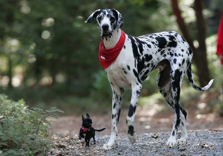 Gibson (R), a Great Dane who is the world's tallest dog at 7'2
