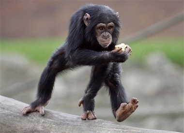 A young chimpanzee carries some fruit as she joins Sydney's Taronga Zoo's chimpanzee family to celebrate the 60th birthday of 'Fifi' Monday, May 21, 2007. Fifi, the oldest member of Taronga's chimpanzee exhibit, and her extended family received a special vegetable cake, fresh leaves, watermelons and extra coconuts to mark this important milestone. (AP Photo/Mark Baker) 