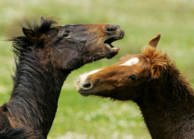 Wild horses fight in Donana natural park in Almonte 