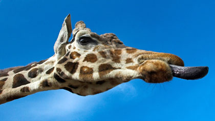 Giraffe at Spain nature reserve