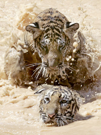 Tiger Temple in Thailand