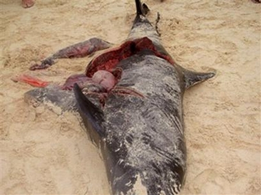 400 dead dolphins found off Africa coast<br>