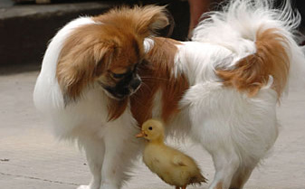 Dog makes friends with duck