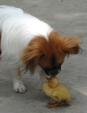 Dog makes friends with duck