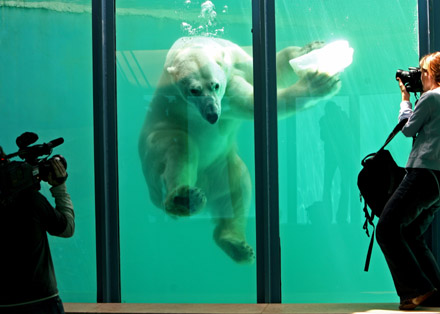 Polar bear swims under water 