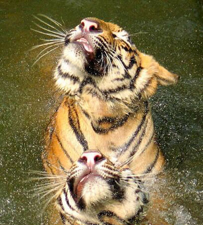 Tigers frolic in pool to cool off