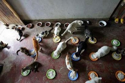 Man, 51, lives with 143 cats