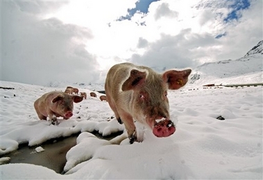 Pigs in snowy landscape 
