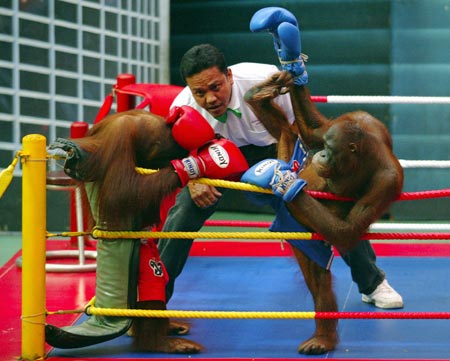 Thai Monkey Business Over as Orangutan Head Home