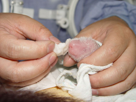 Giant panda cub No.1