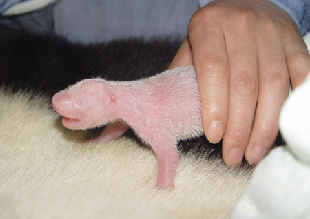 Giant panda cub No.14