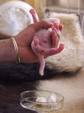 Giant panda cub No.18