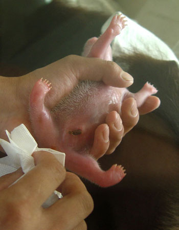 Giant panda cub No.5