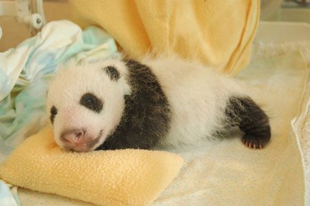 Giant panda cub No.5