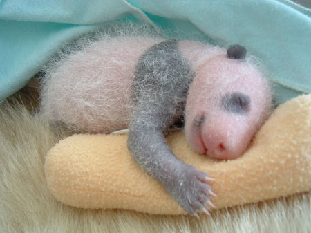 Giant panda cub No.4