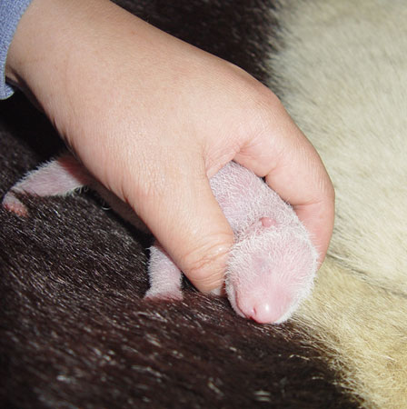 Giant panda cub No.17