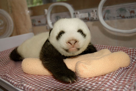 Giant panda cub No.17