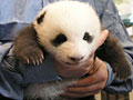 Love giant pandas? Name them