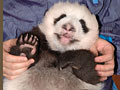 Love giant pandas? Name them