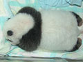 Love giant pandas? Name them