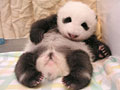 Love giant pandas? Name them