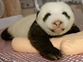 Love giant pandas? Name them