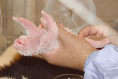 Giant panda cub No.3