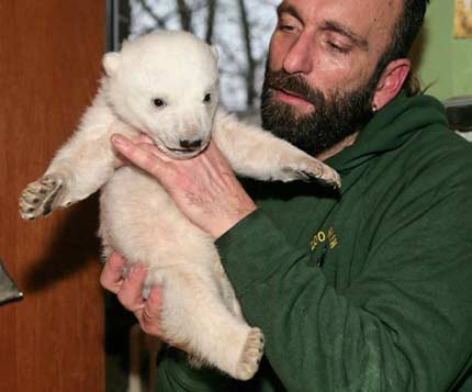 Polar bear cub Knut