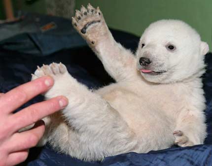 Polar bear cub Knut