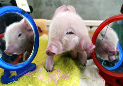 Piglet with two mouths, three eyes