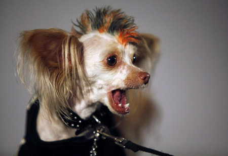 Times Square Dog Day Masquerade