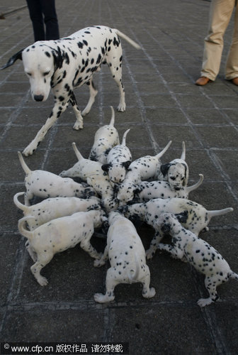 Dalmatian gives birth to 12