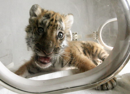 South China tiger cub comes out of incubator
