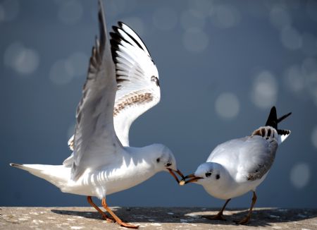 Black-headed gulls migrate to Kunming