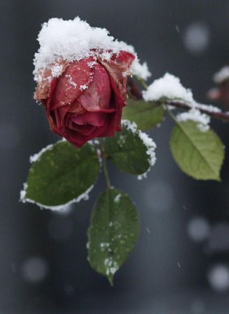 Blizzards sweep across England