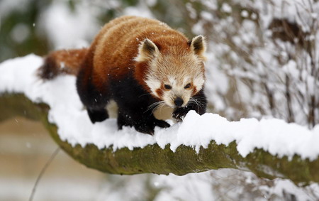 Blizzards sweep across England