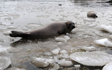 Harbor seals trapped in icy lake