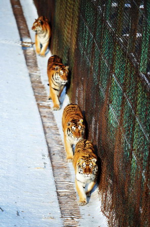 Siberian tigers thriving in Harbin park