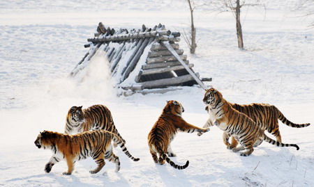 Siberian tigers thriving in Harbin park