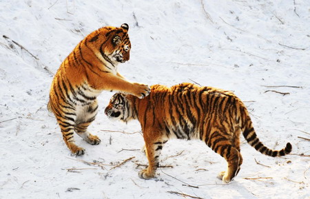 Siberian tigers thriving in Harbin park