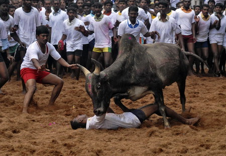 Bull-taming festival in India