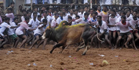 Bull-taming festival in India