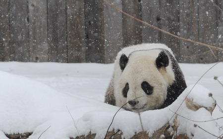 US panda lovers brave snow to bid farewell to Tai Shan