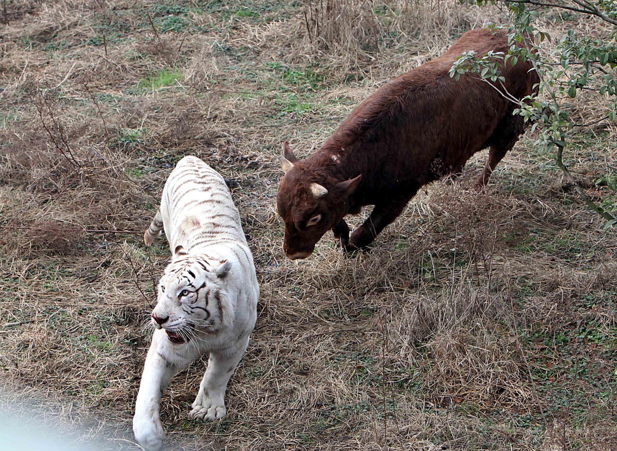 Fearless calf tames tiger